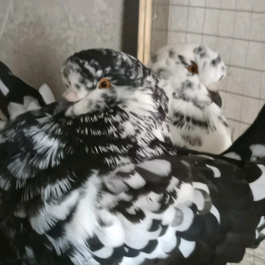 武哥元环鸽养殖