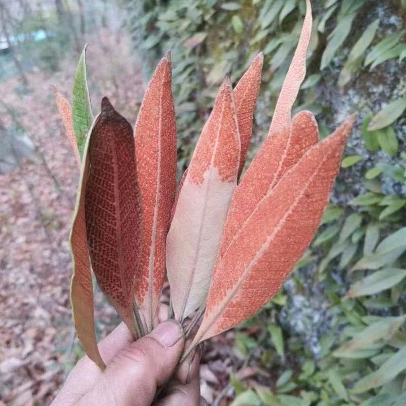 邹游世界