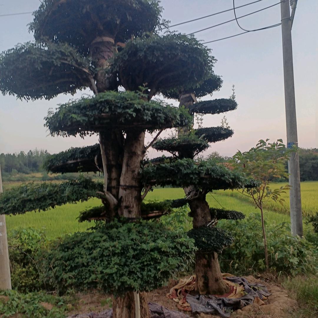 华姐