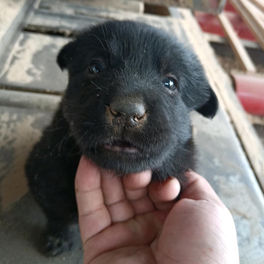 土狗旺旺队