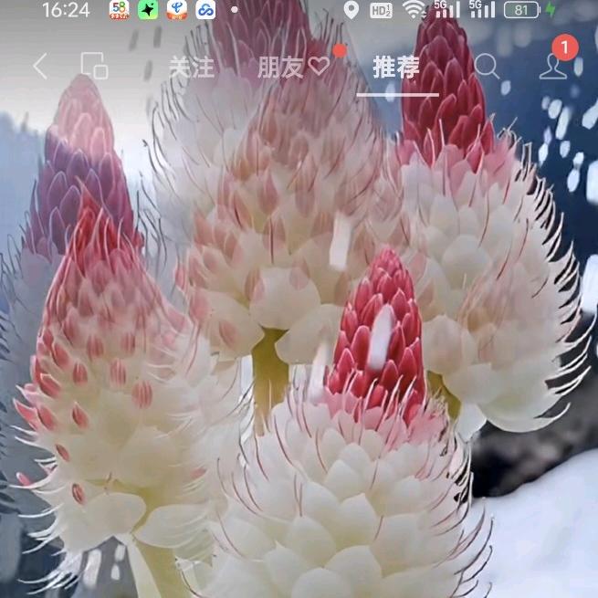 正东天星F水