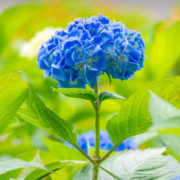 口香糖