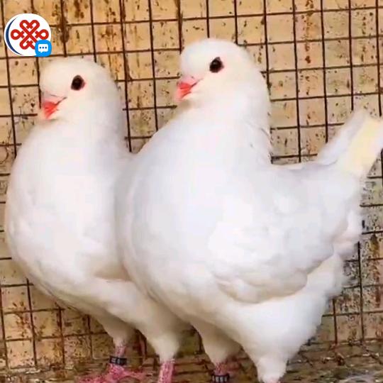 用户8544929987548