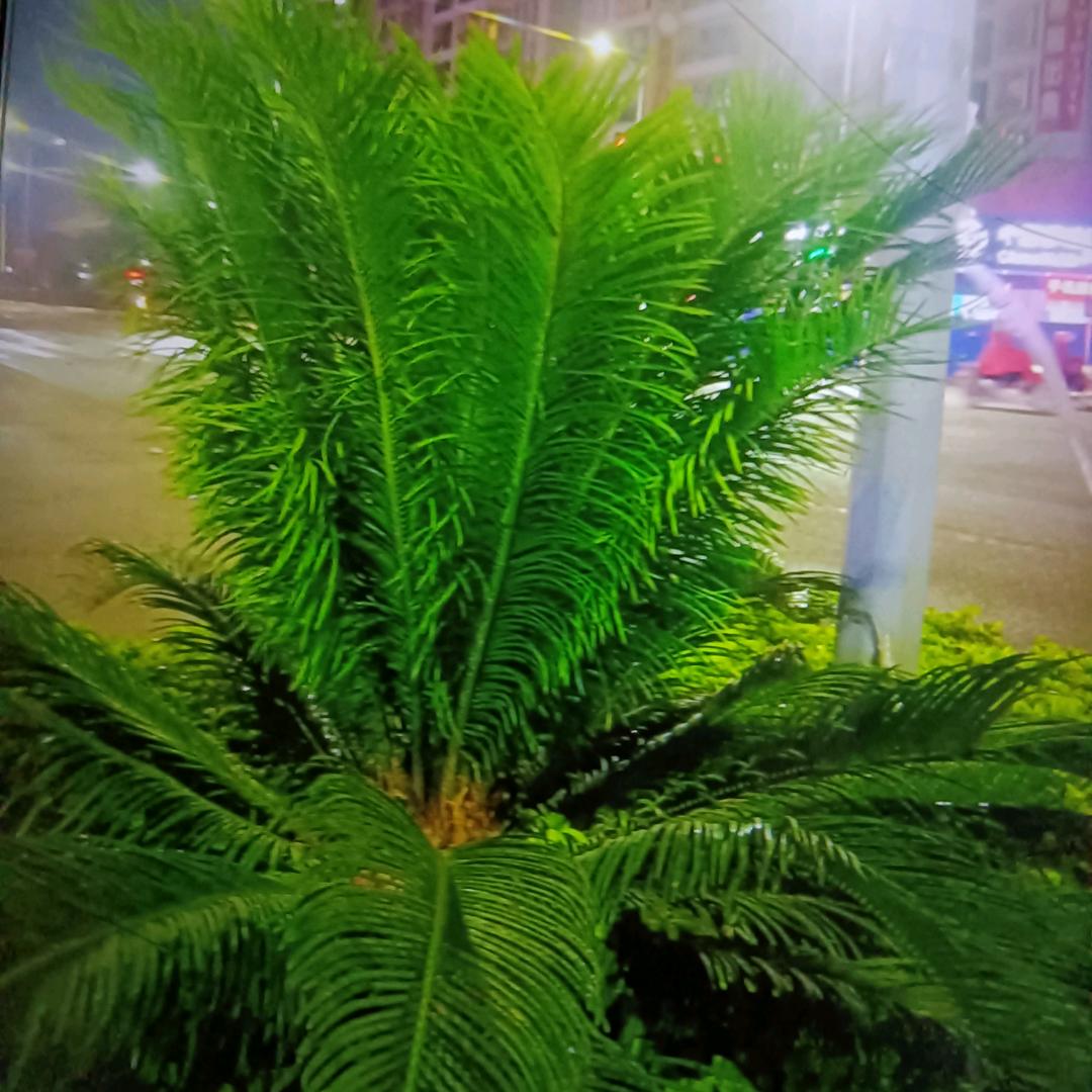 欧静