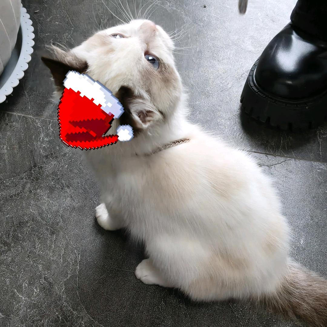 朝朝(朝朝暮暮)