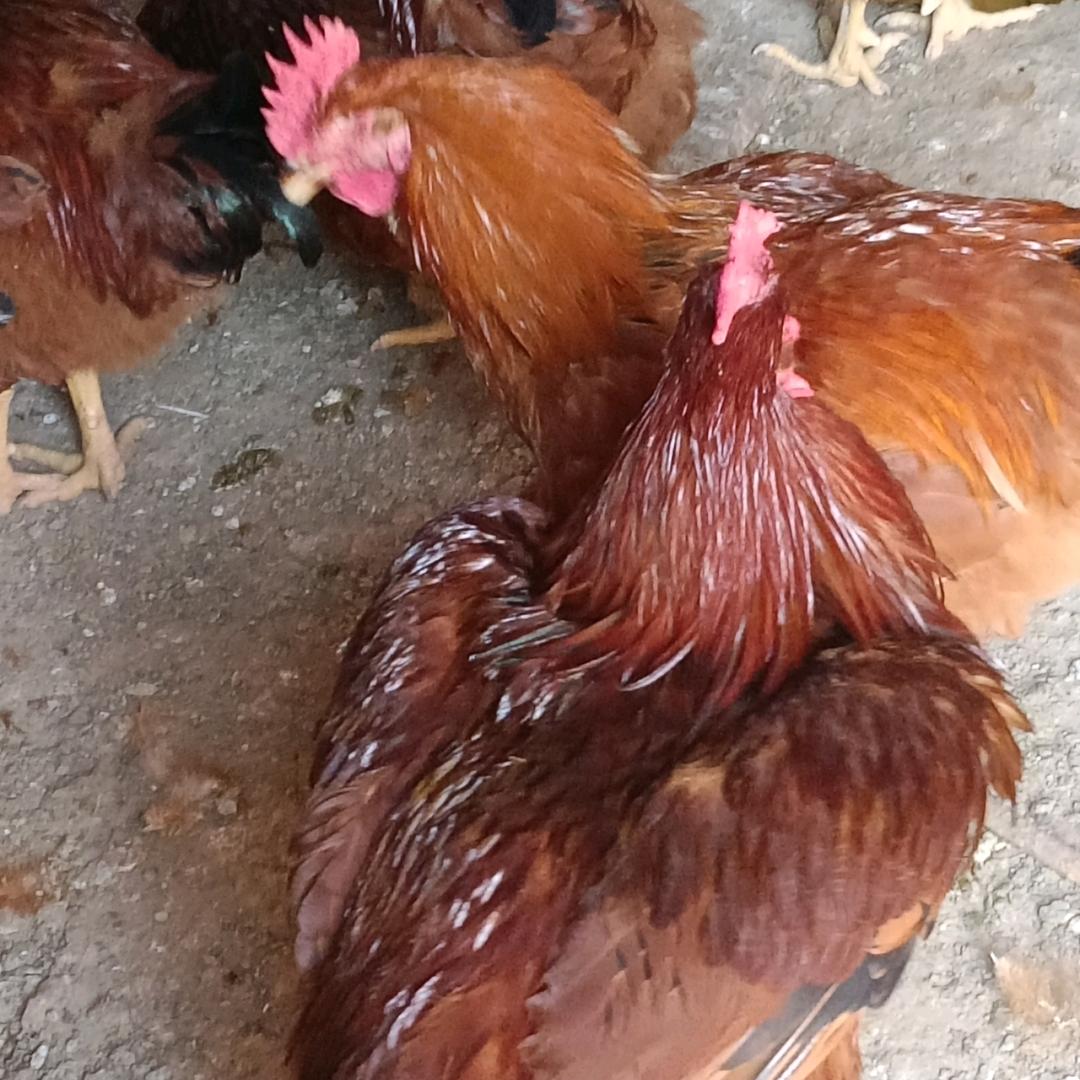 脱温红公鸡养殖场