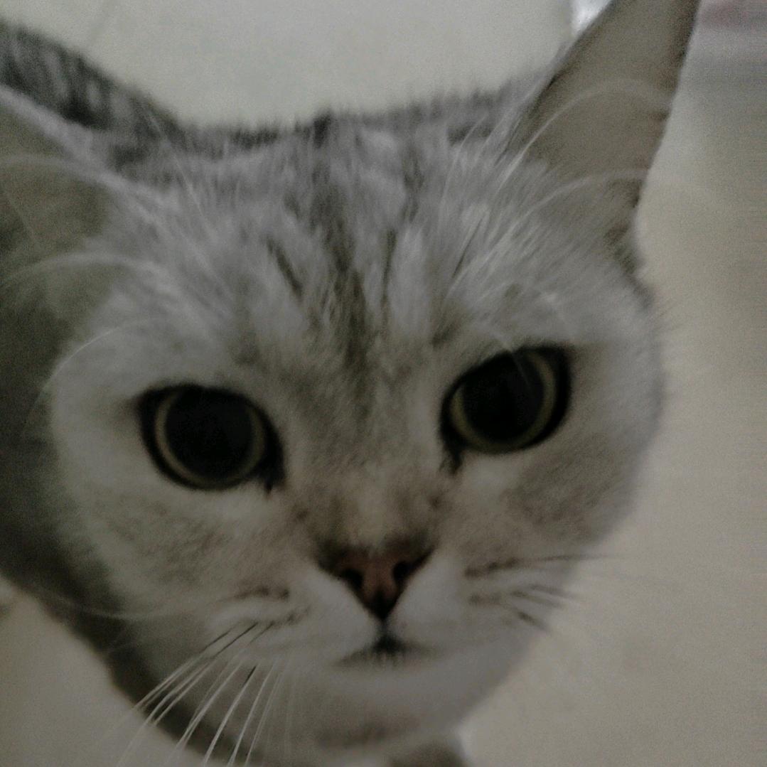 小猫银子
