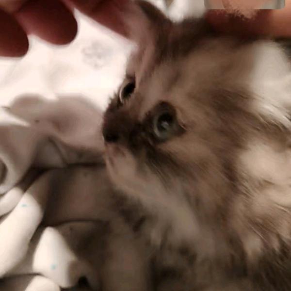 小灰💞小七🐱