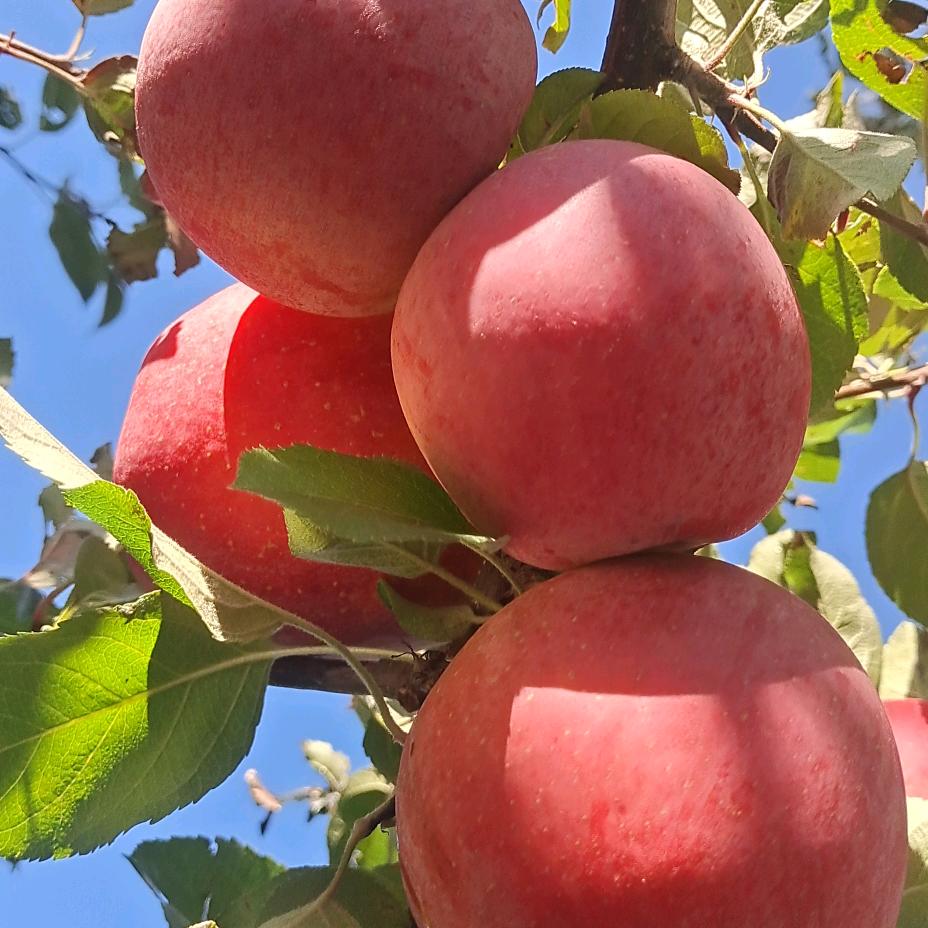 云南昭通丑苹果🍎
