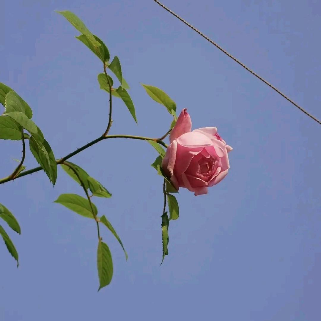 水仙花。