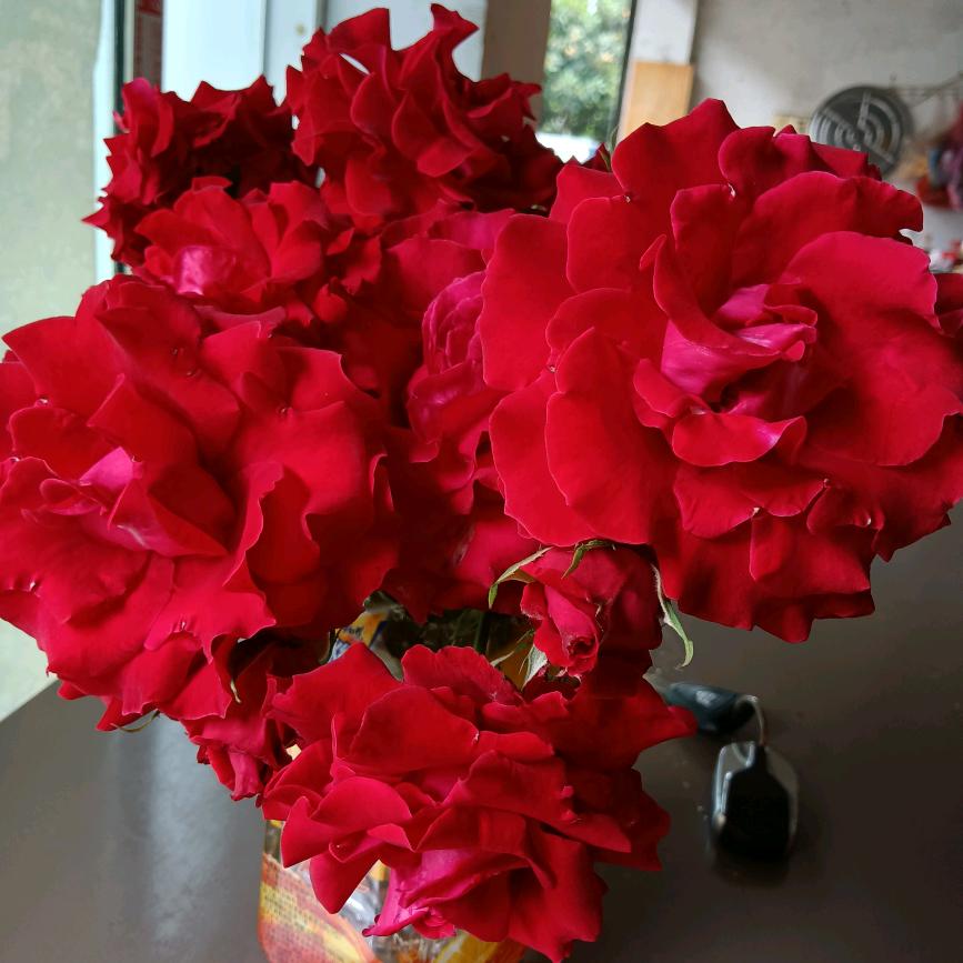 一花一草一世界