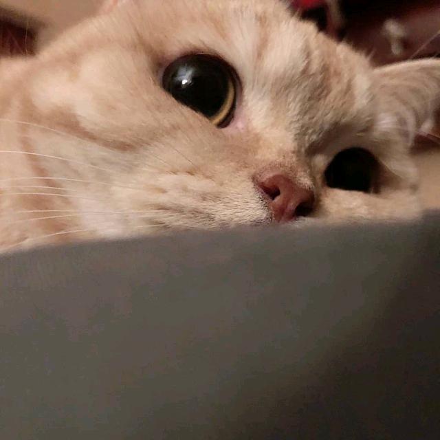 哆啦艾V梦