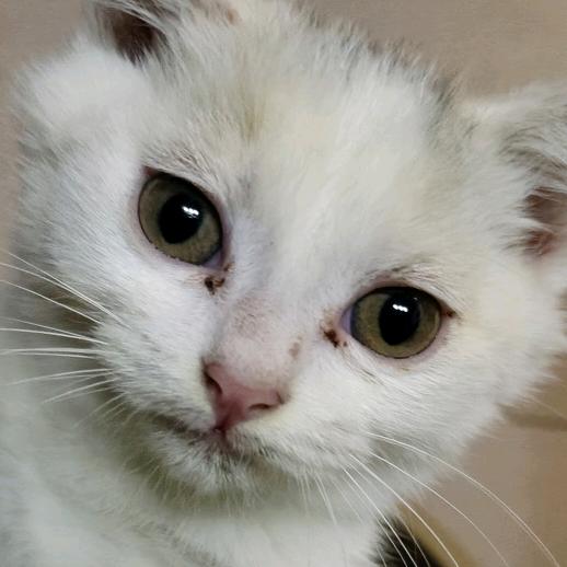 潘妮有米幸运喵😸