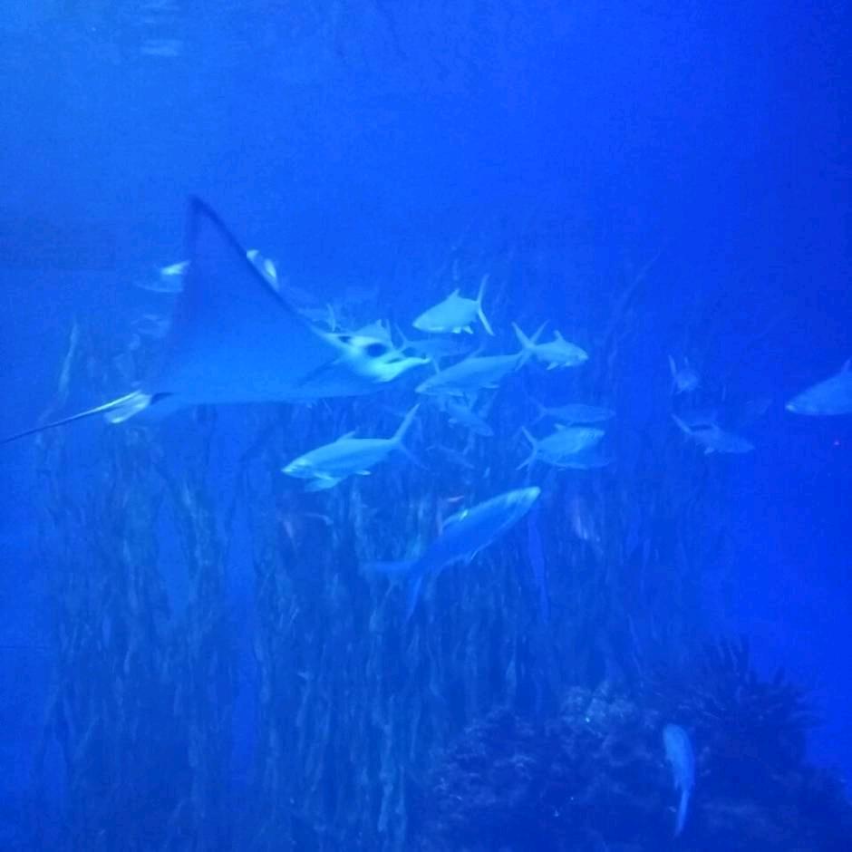 良心海鲜（网络昵称）