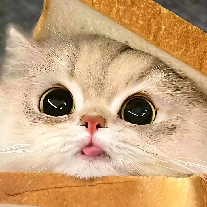 向阳花