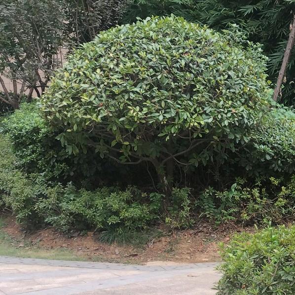 好风景