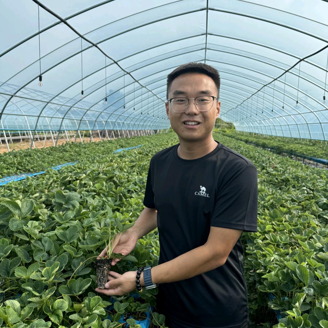利群草莓苗基地