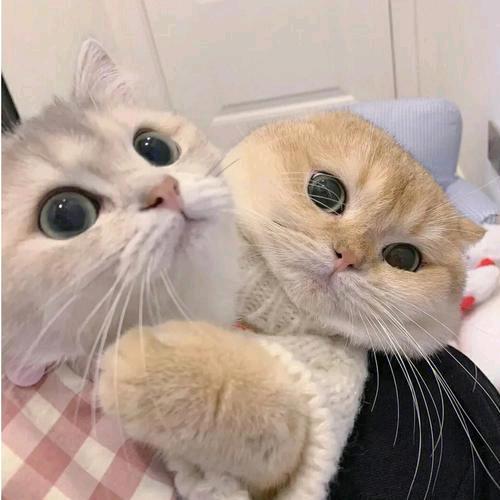 人走茶凉