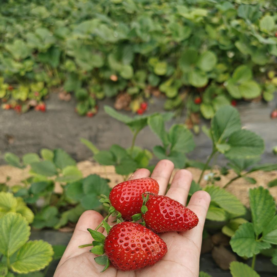 🍓果冻