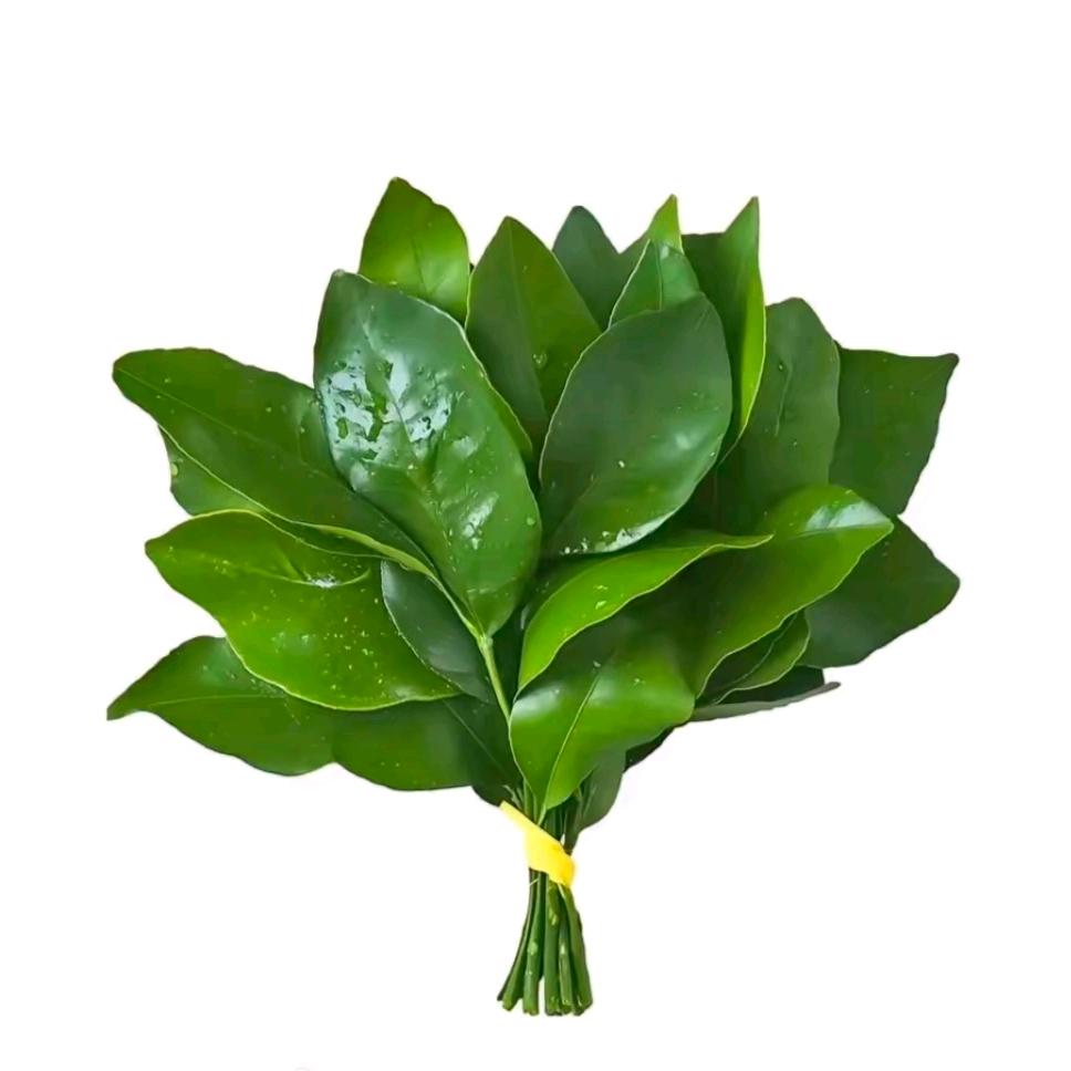魚