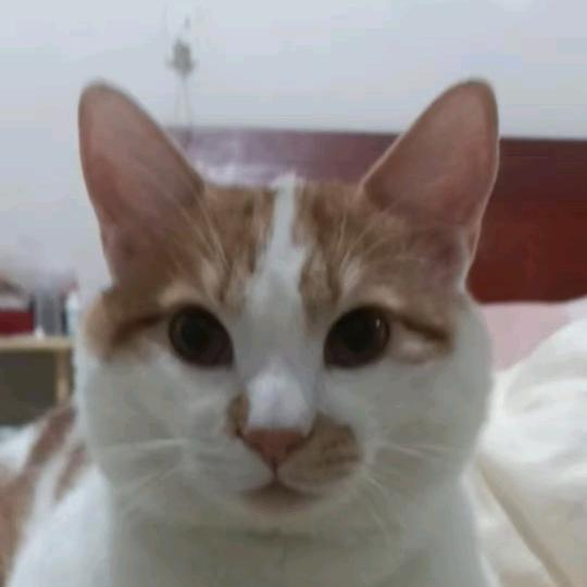 人生好苦