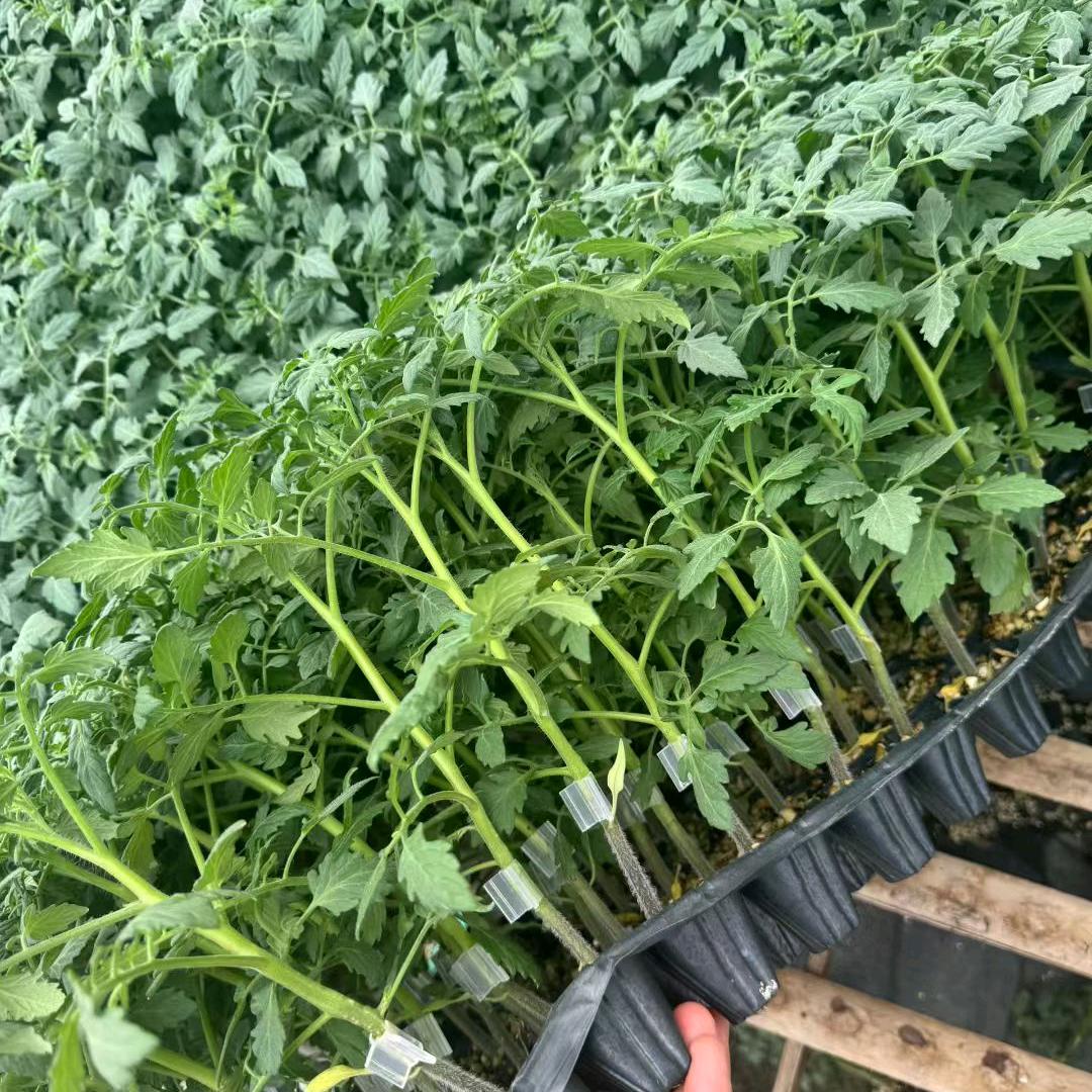 游耕农业种苗基地
