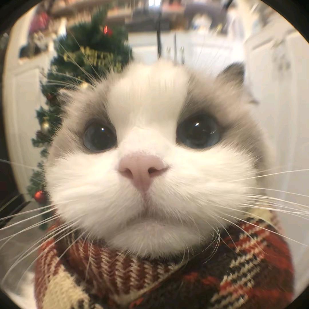 阿芸（定制看这里）