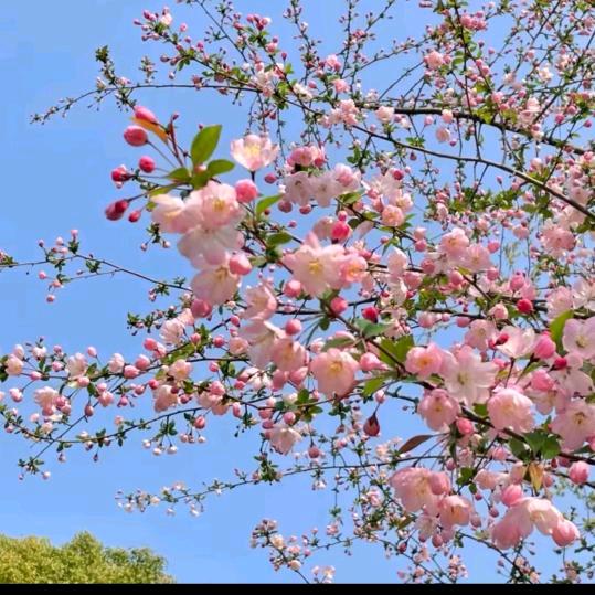 直播间(对接专员)