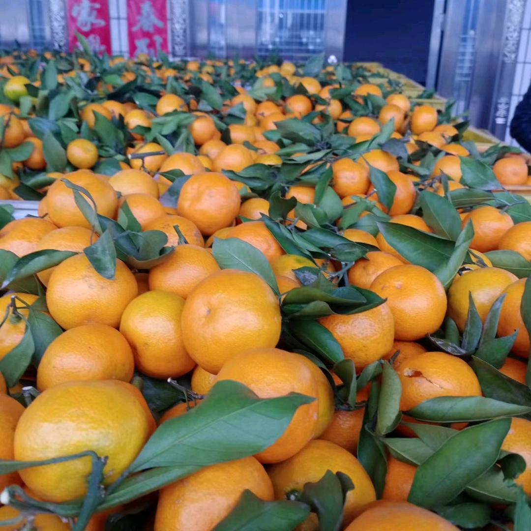 🍊水果批发🍊浪子杨