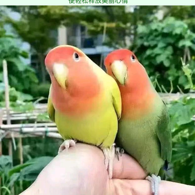 🦜新疆昌吉手养鹦鹉🦜