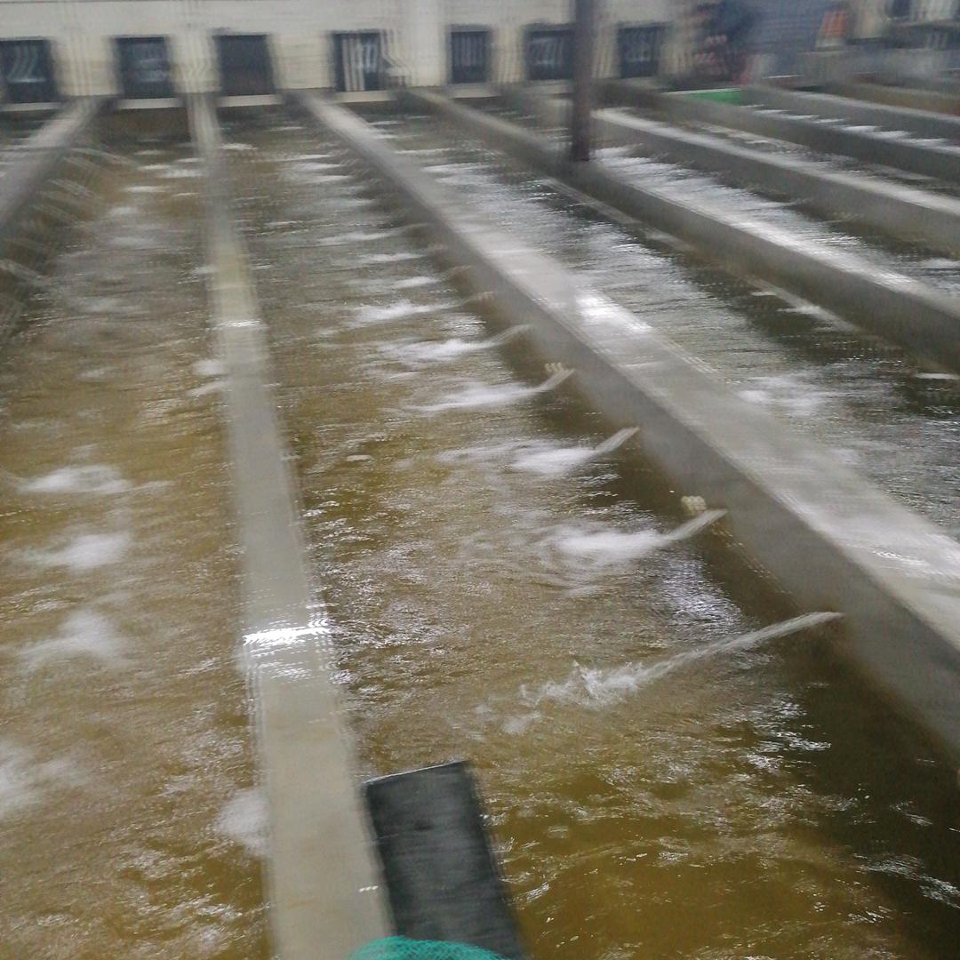 安哥（专业设计建筑暂养鱼池吊水打包厂工程