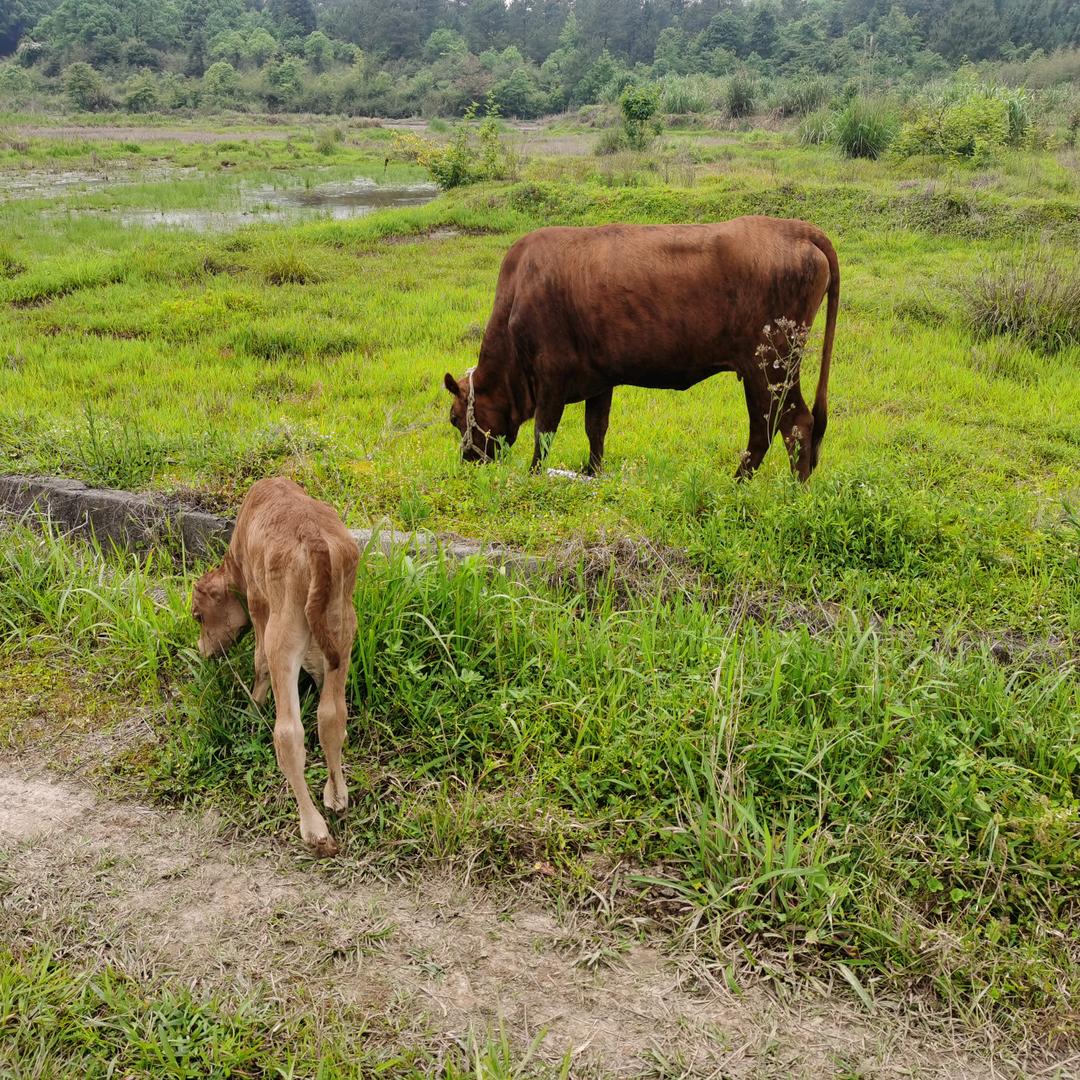 浪子天涯新农场