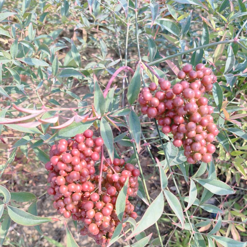 💞᭄࿐好运随身℘࿐