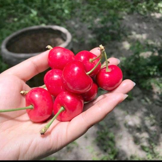 一粒尘埃34(专业美缝)