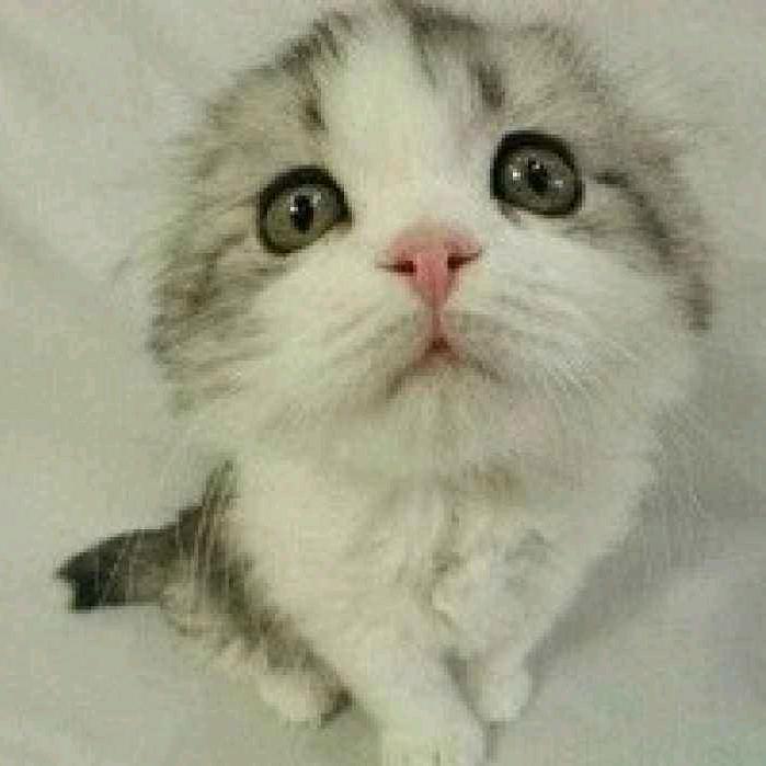 拾柒（三角洲行动）