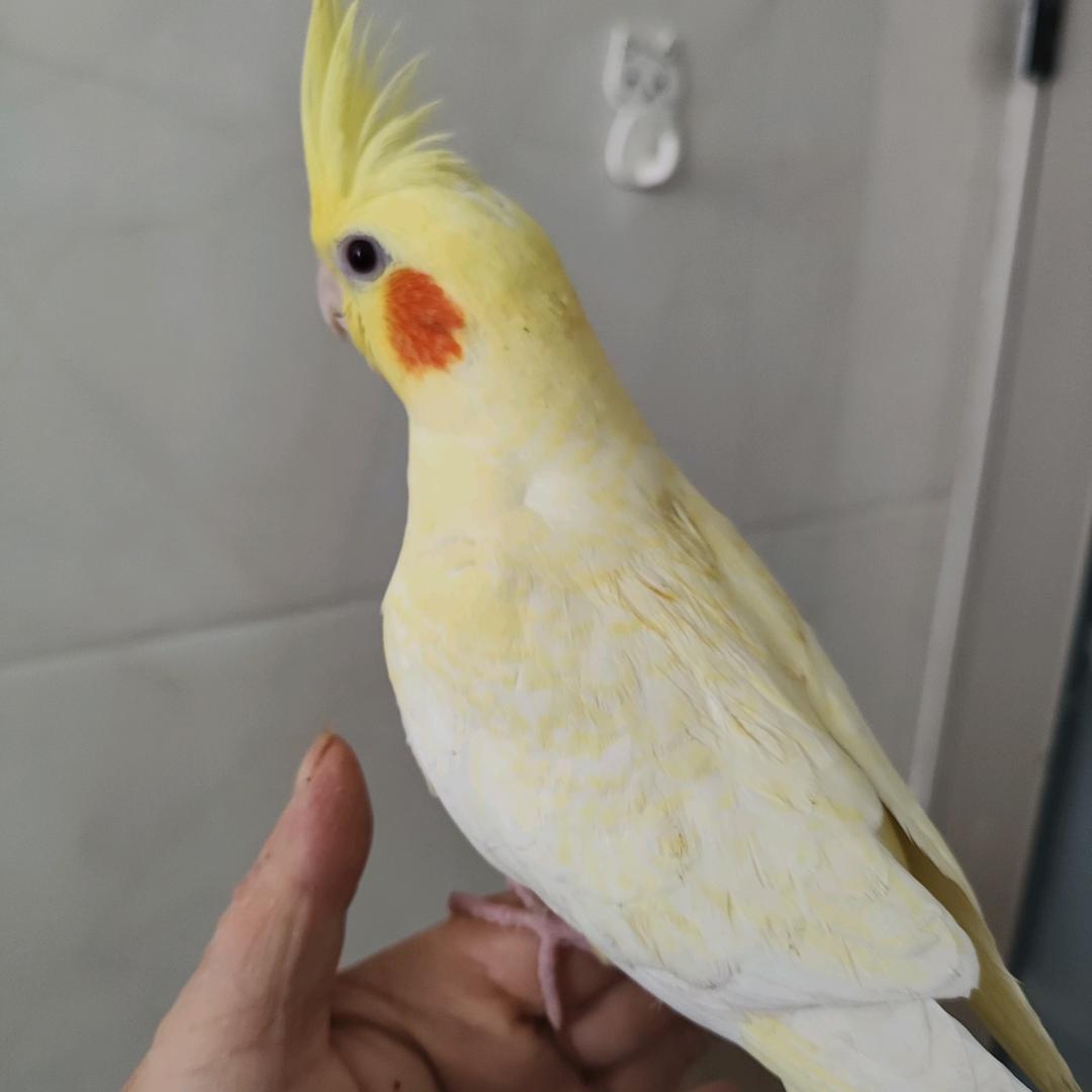 青花瓷姐姐