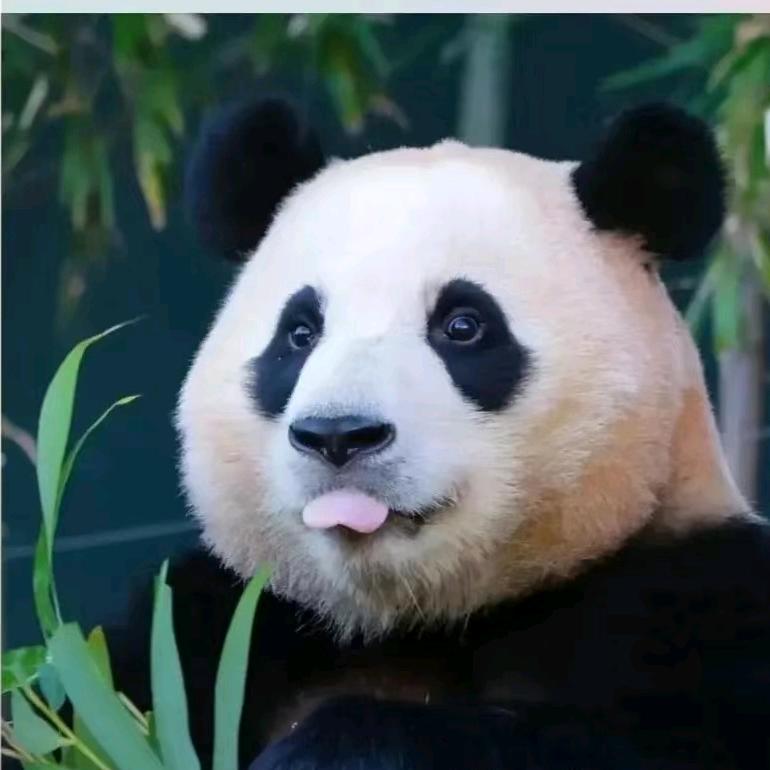 🌈幸运的八一猴🐒🌈