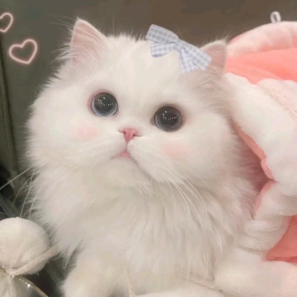 琴琴吖🤓