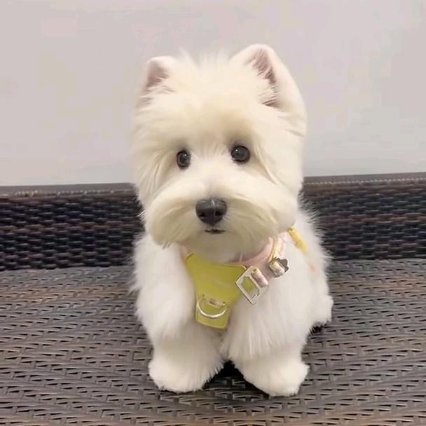 山东高端西高地