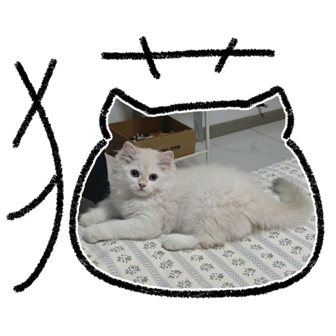 小满喵喵喵