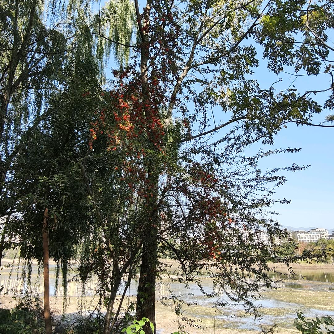 如初&岁月