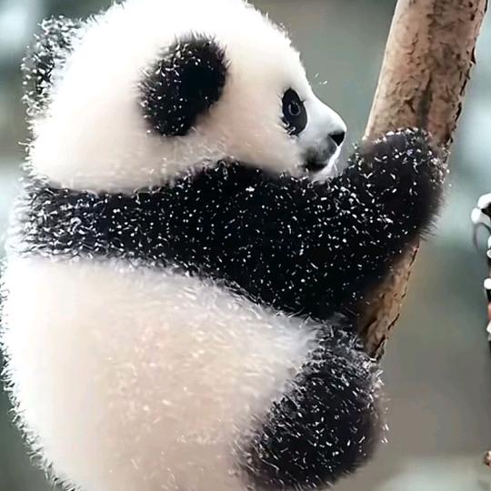 笔舞者黄若东（助理）