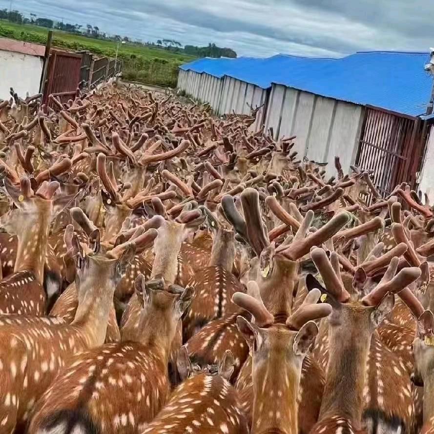 东北梅花鹿养殖场，