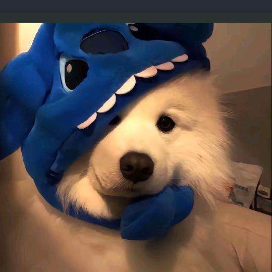 小趴菜又菜又可爱！！