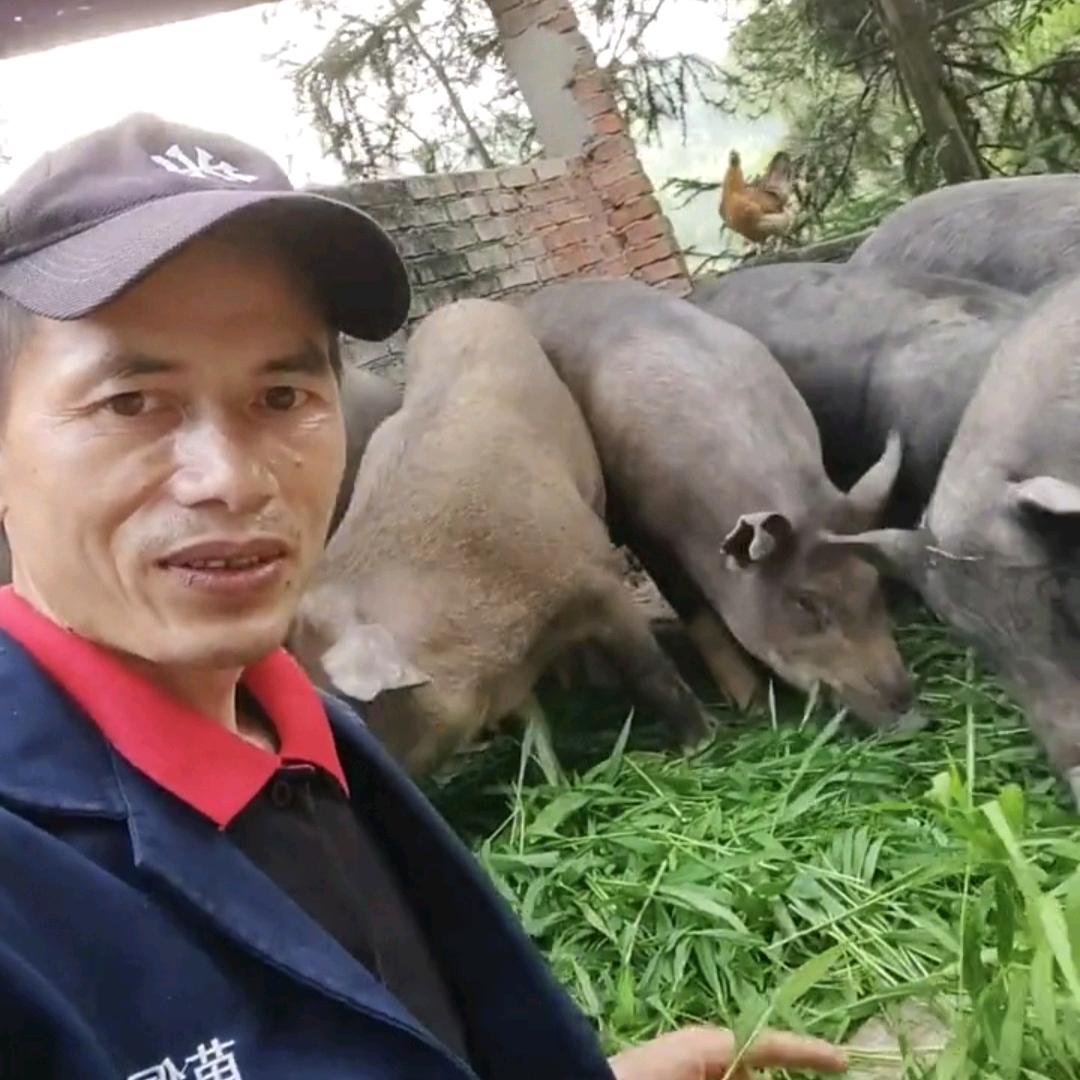 湖南靖州土猪，鸵鸟养殖基地