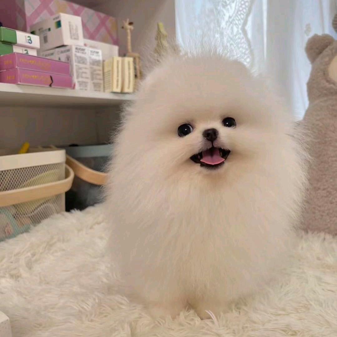 果果萌宠