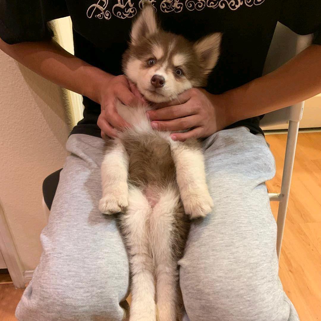 大杰
