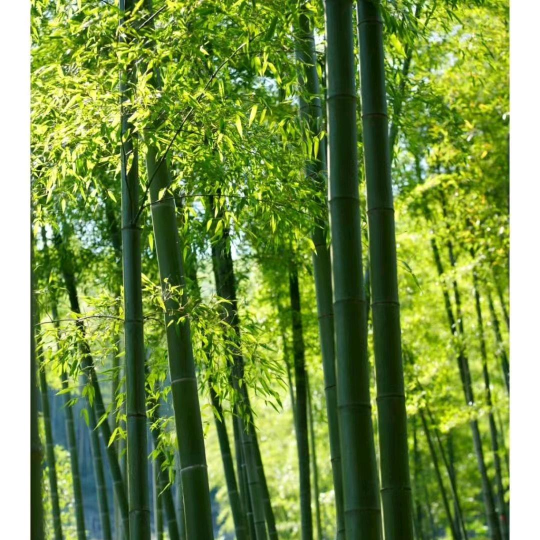一股清流ping