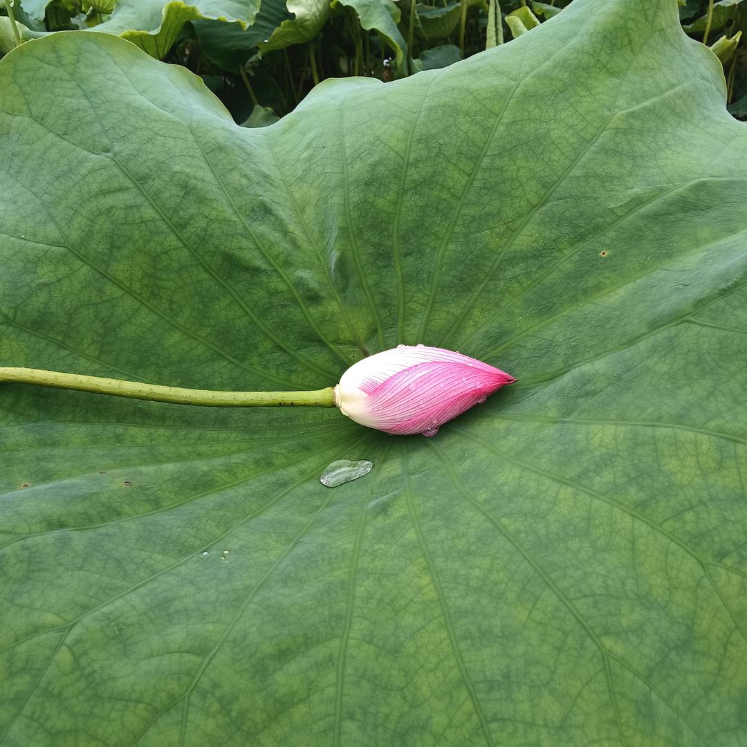一木一花