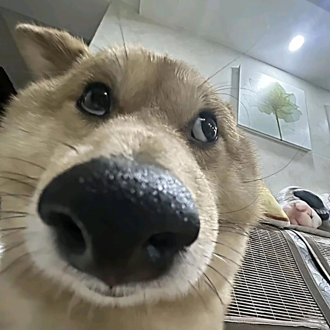 榴莲其实不太臭